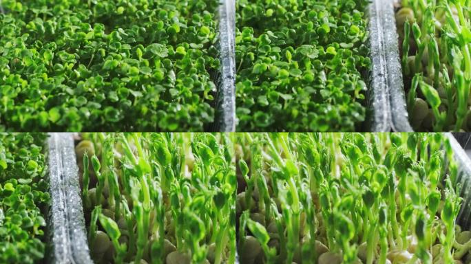 浇水芝麻菜微绿，甜豌豆微绿，窗台上塑料容器中生长的新鲜幼苗，特写视频剪辑，4k镜头