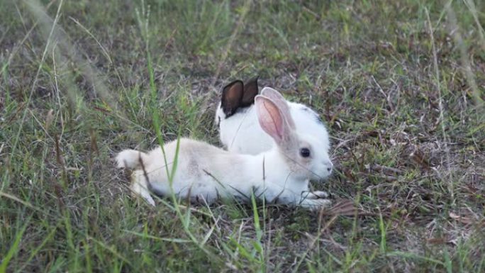 美丽的小兔子在花园里休息，绿色草地上的兔子在草地上搜索饲料，春季假期和复活节节的概念