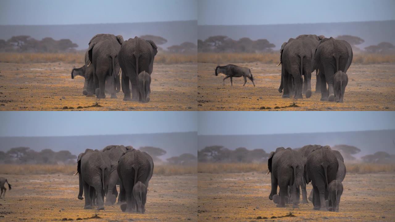 雄伟的大象家族牧群徒步穿越热带草原，牛羚在后面逃跑，肯尼亚安博塞利国家公园