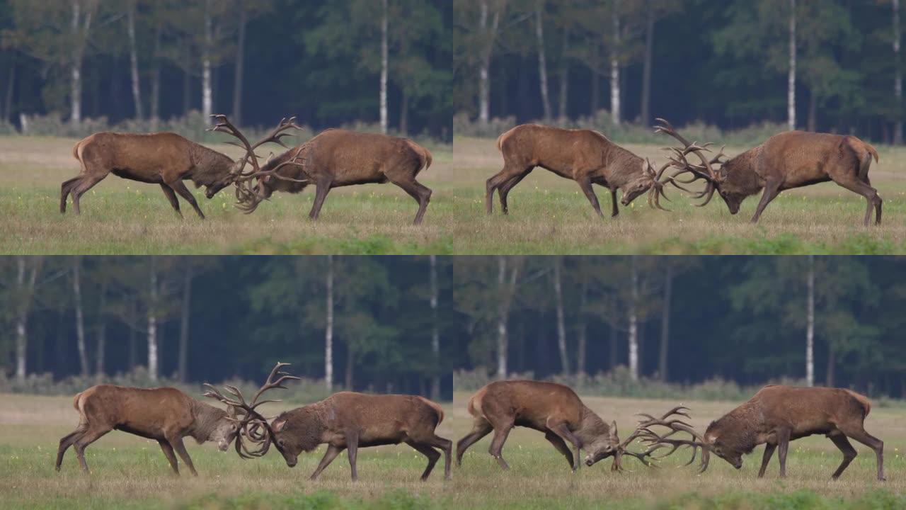 红鹿-男性战斗