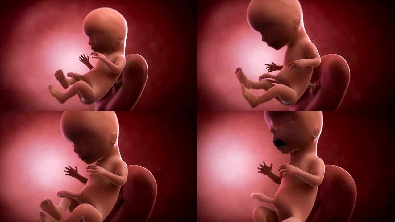 胎儿动画-第15周