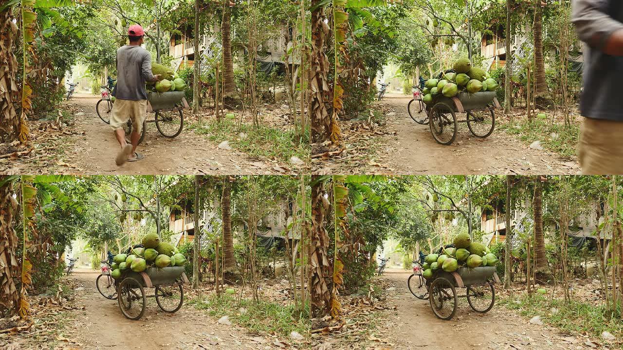 男子采摘菠萝蜜并将其装载在自行车拖车上