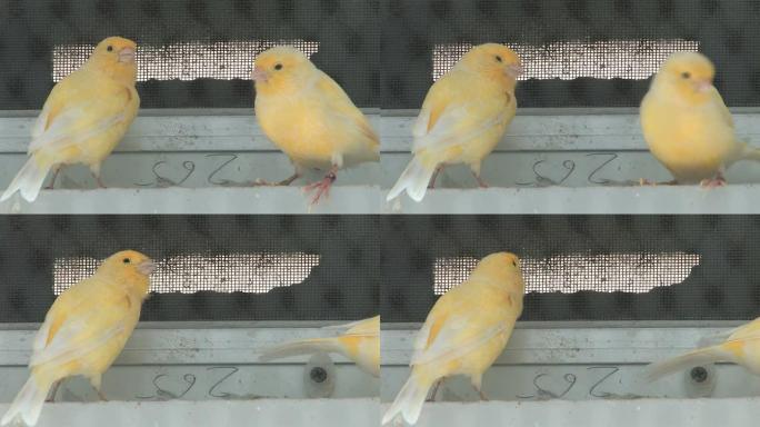 两只黄色的爱鸟