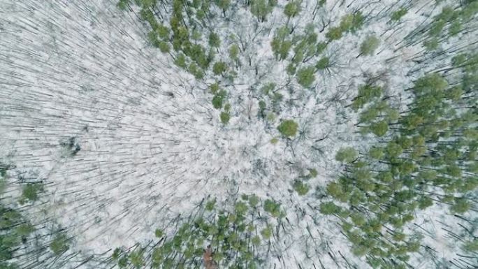 雪林鸟瞰图冬季景观树雪