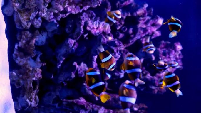 热带小丑鱼在绿色海葵中游泳。尼莫和海葵。水下尼莫鱼在珊瑚礁上的野生动物的镜头。