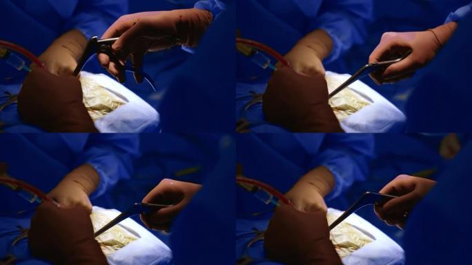外科医生的手在手术时使用棕色乳胶手套的金属工具。特写。业务重点突出。
