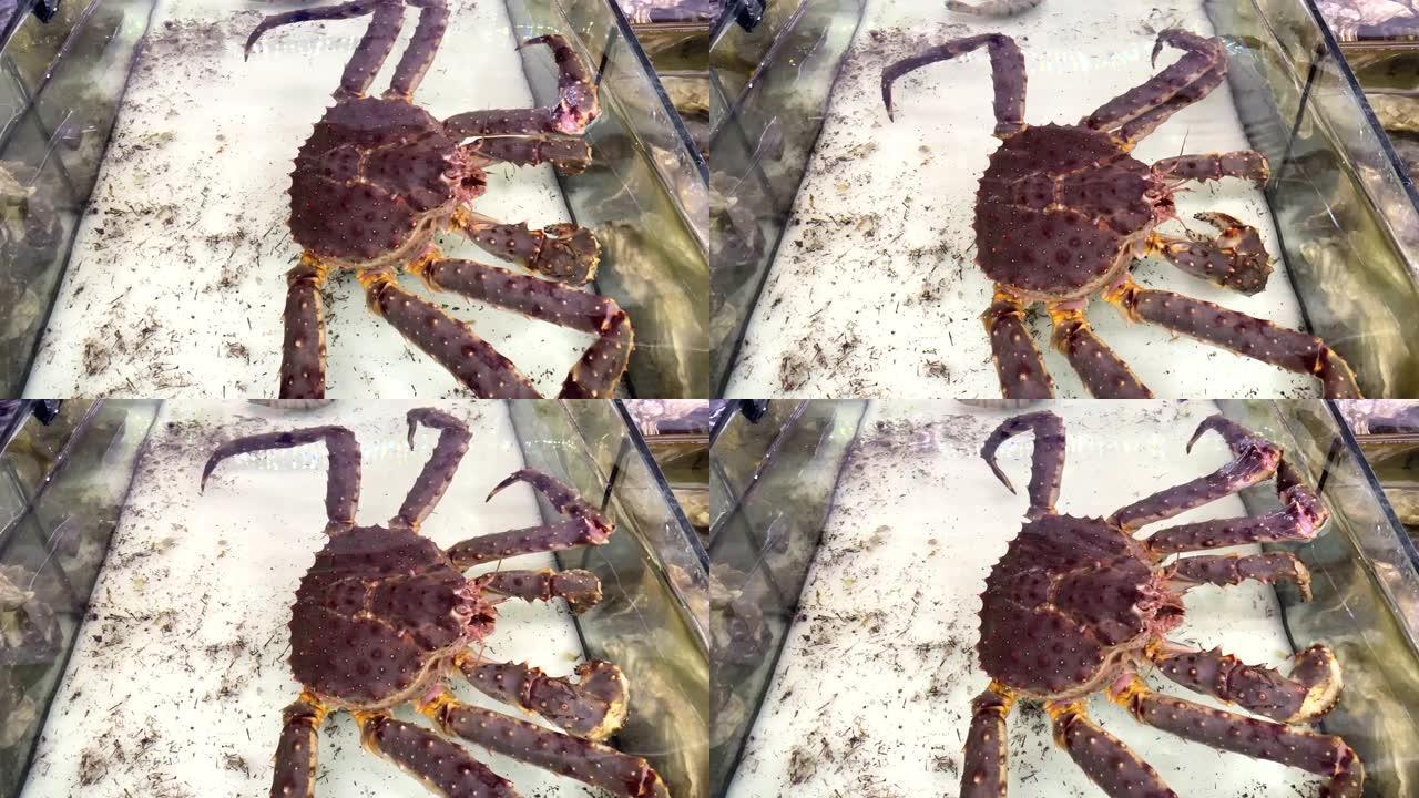 鱼市场水族馆中的红帝王蟹，堪察加蟹或阿拉斯加