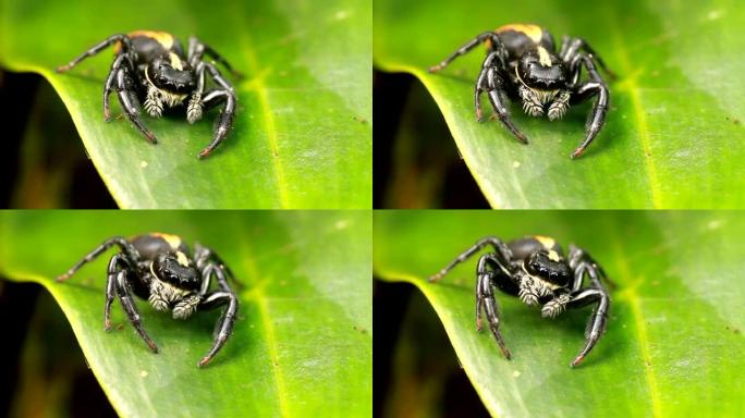 跳蛛 (Salticidae科)