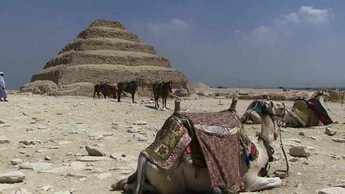 前景阶跃金字塔背景中的骆驼