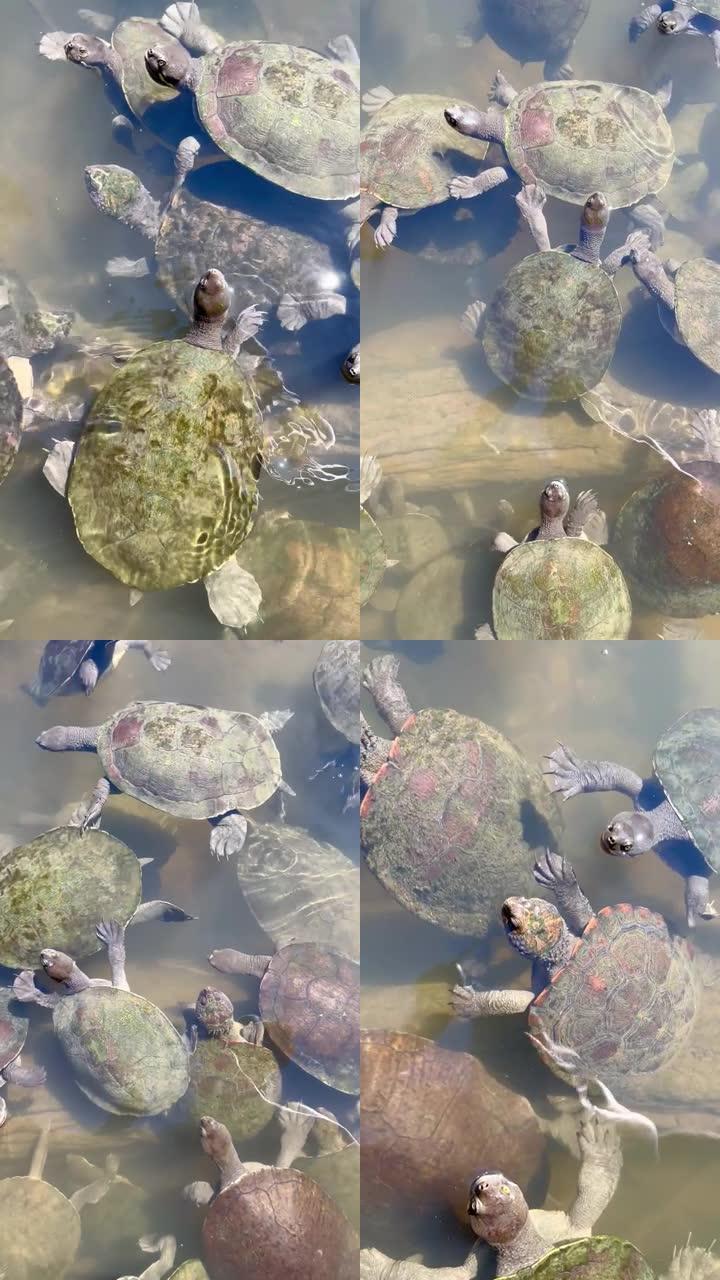 多只海龟在河里游泳的视频。有时一起抬头看着相机。澳大利亚昆士兰州黄金海岸
