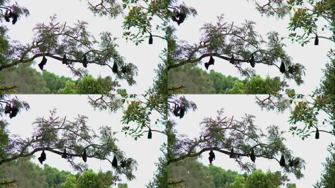飞狐-白天在树上休息的蝙蝠