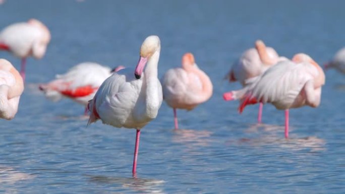 浅水中的火烈鸟，盐湖中的野生大火烈鸟。大自然环境中五颜六色的大粉红鸟。塞浦路斯岛的春季。自然野生动物