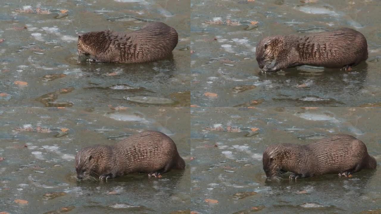 水獭