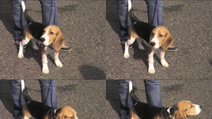 巴塞猎犬等待比赛