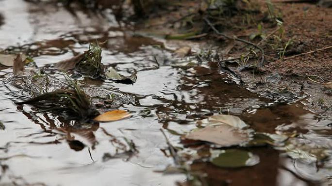 雨后小溪