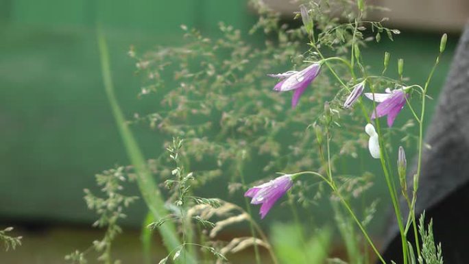 风铃草。