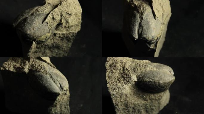 双壳类软体动物的化石