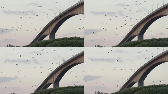 在挪威，海鸥群在强大的潮流盐海上飞行，背景为桥梁