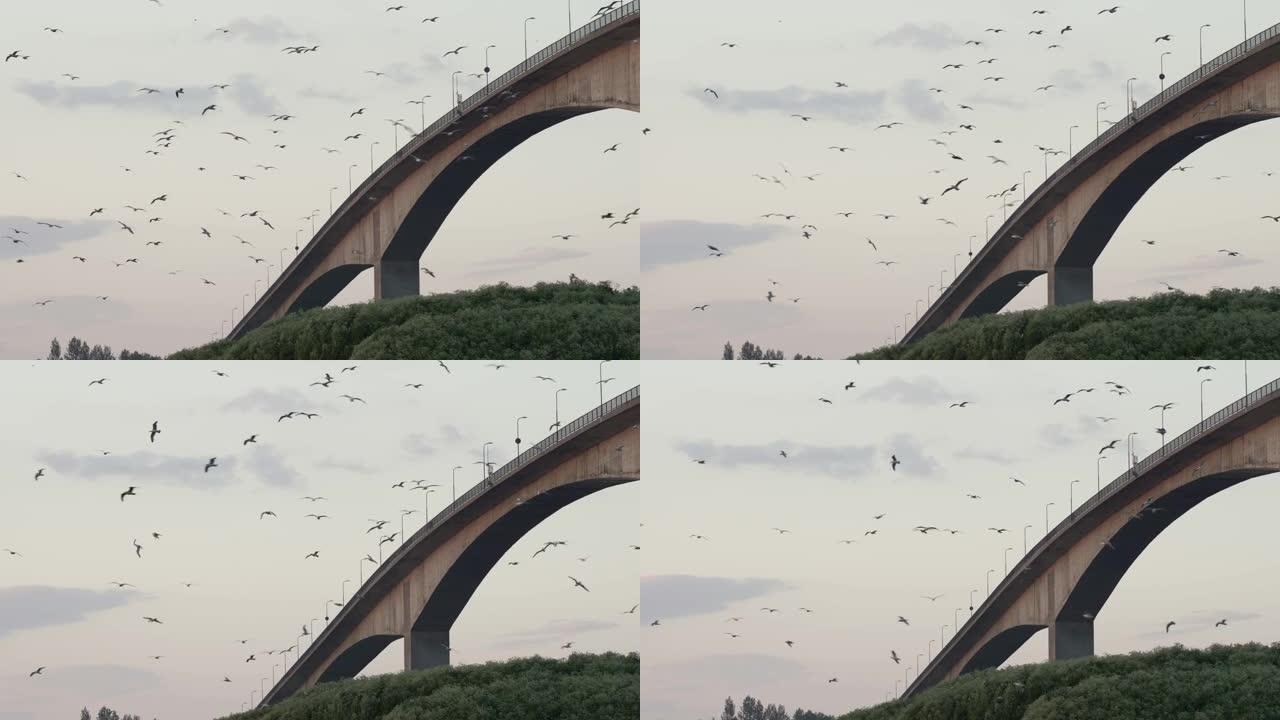 在挪威，海鸥群在强大的潮流盐海上飞行，背景为桥梁