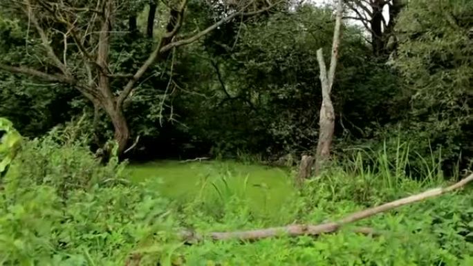 森林里的沼泽。对角滑块镜头