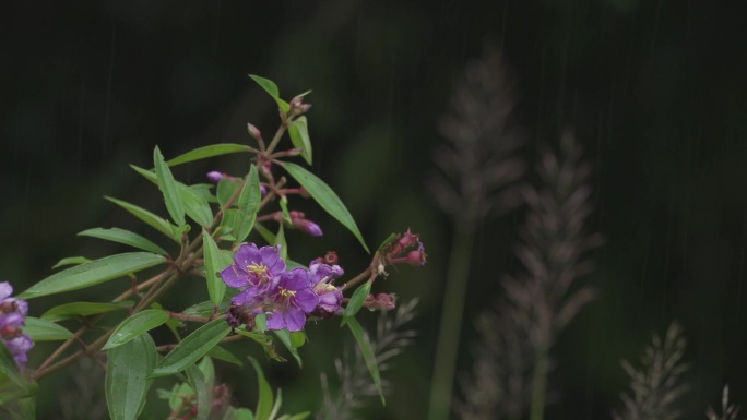 下雨中的花