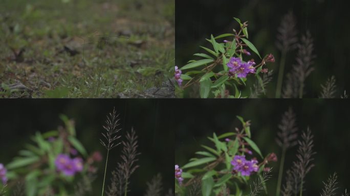 下雨中的花