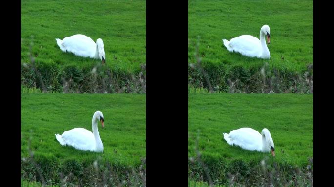 草地上的绿色田野里的天鹅