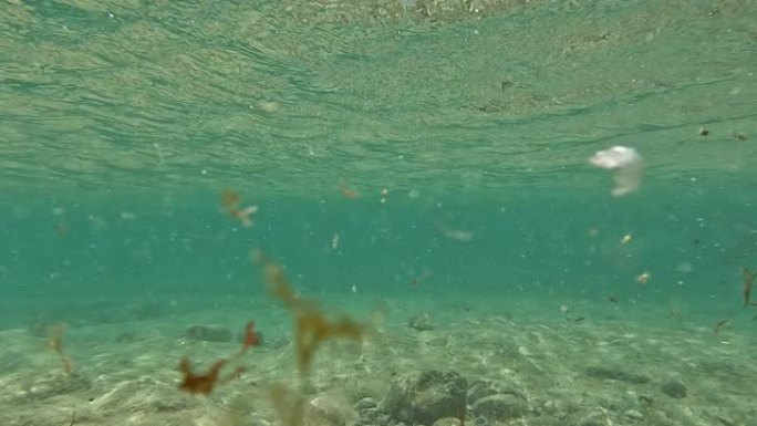 美属维尔京群岛圣约翰珊瑚礁: 野生柏油路