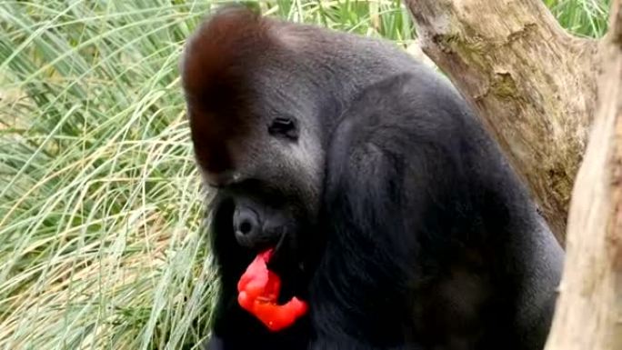 吃红辣椒的黑色大猩猩