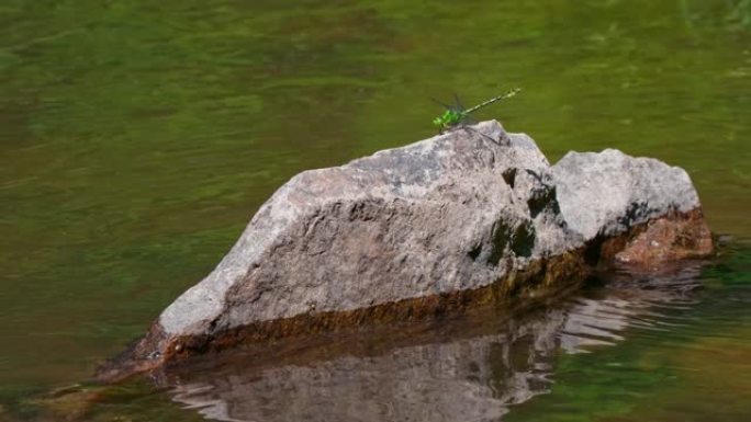 绿色蛇尾蜻蜓 (Ophiogomphus Cecilia) 的慢动作降落在池塘的岩石上