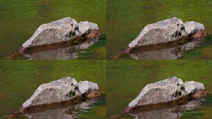 绿色蛇尾蜻蜓 (Ophiogomphus Cecilia) 的慢动作降落在池塘的岩石上