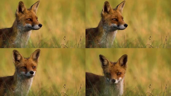 狐狸在草地上的肖像，背景模糊