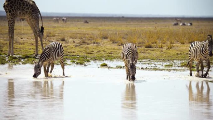 慢动作和平共处，三只斑马从水坑中喝水，而长颈鹿则站在非洲热带稀树草原的水边，肯尼亚安博塞利国家公园