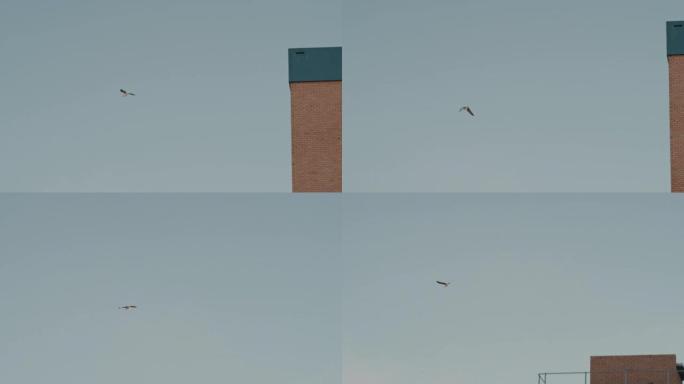 慢动作海鸥鸟在湛蓝的天空中高高飞过城市