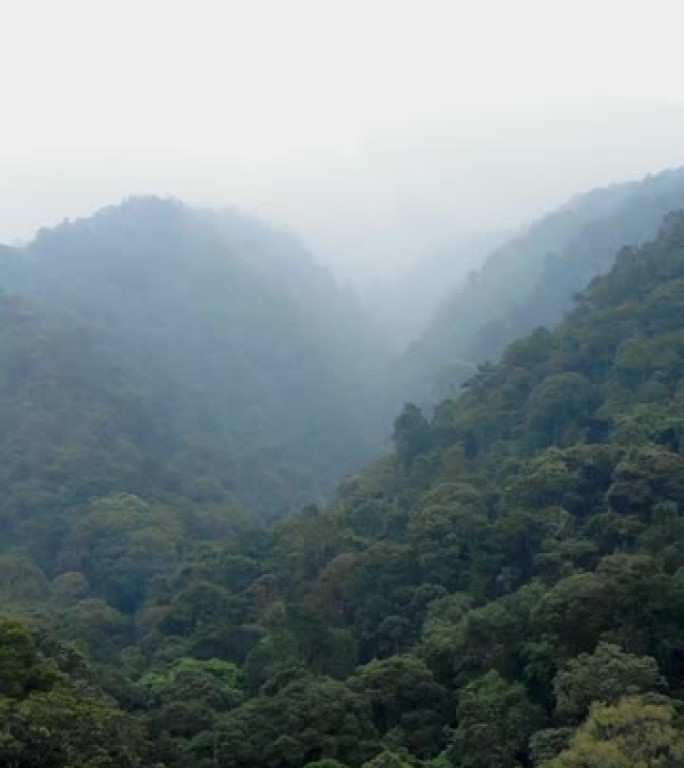 雨林的垂直航拍画面