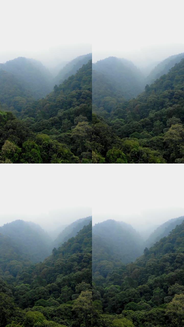 雨林的垂直航拍画面
