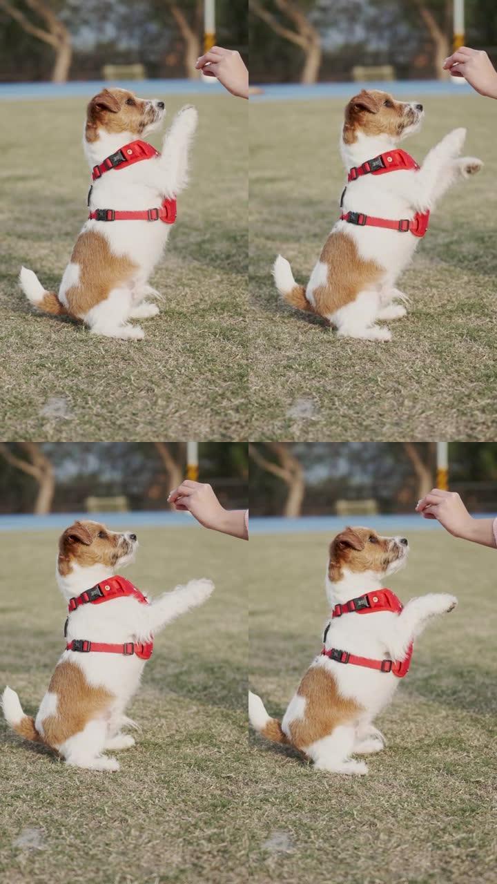 受过训练的纯种可爱的杰克罗素梗狗站在两只爪子上，在绿色公园草地上的大自然中请客