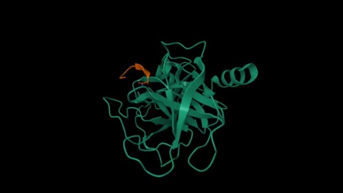 胰蛋白酶 (绿色)-加压素 (棕色) 配合物的晶体结构
