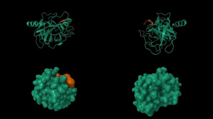 胰蛋白酶 (绿色)-加压素 (棕色) 配合物的晶体结构