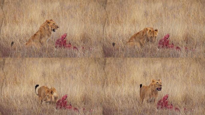 LS母狮在内罗毕国家公园的自然栖息地中保护猎物