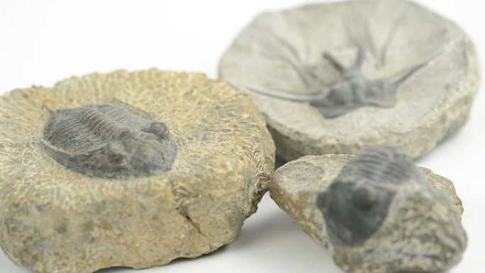 孤立白色背景上三叶虫的三个化石