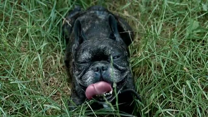 法国斗牛犬躺在草地上