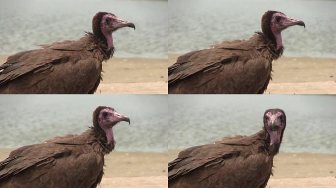 露脸秃鹰争夺食物。