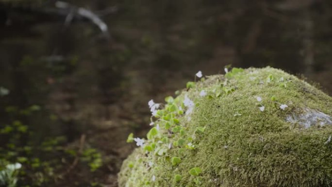 巨石的上部覆盖着苔藓白色的花朵，特写镜头。