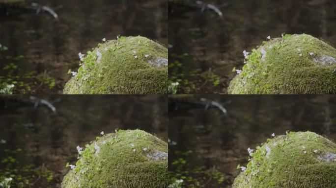 巨石的上部覆盖着苔藓白色的花朵，特写镜头。