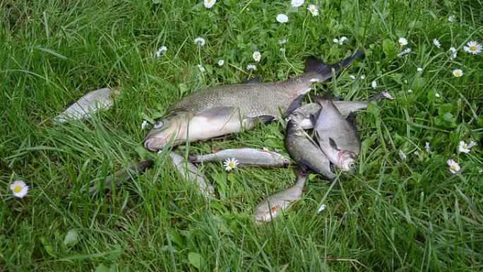 活的鲷鱼和蟑螂鱼躺在草地上挣扎