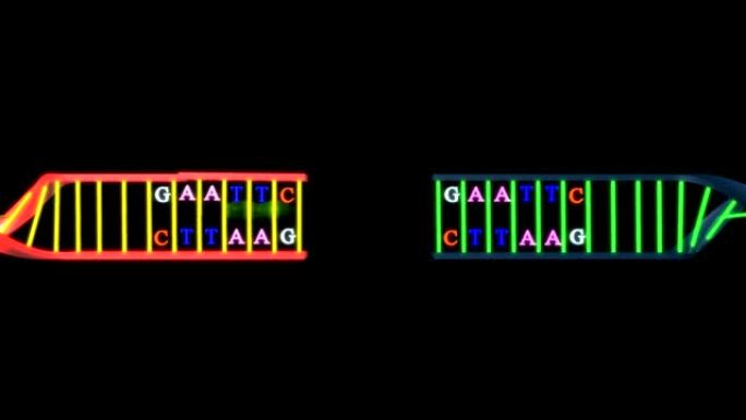 DNA重组DNA重组