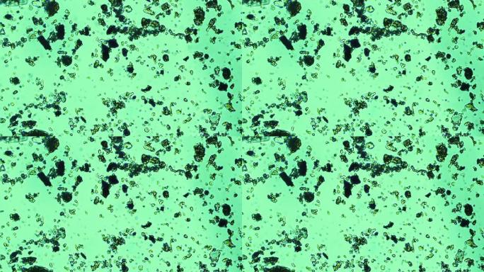 显微镜下土壤细菌