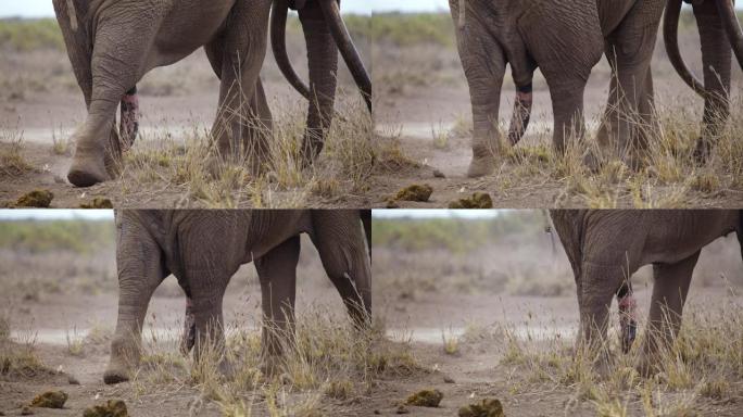 慢动作近距离拍摄大象的四肢，躯干，象牙和阴茎在尘土飞扬的地面上行走，肯尼亚安博塞利国家公园