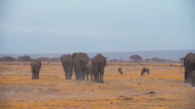 肯尼亚安博塞利国家公园，一小群大象带着年轻的小牛穿过牛羚旁边的草原，同时看着他们的孩子，从后面看